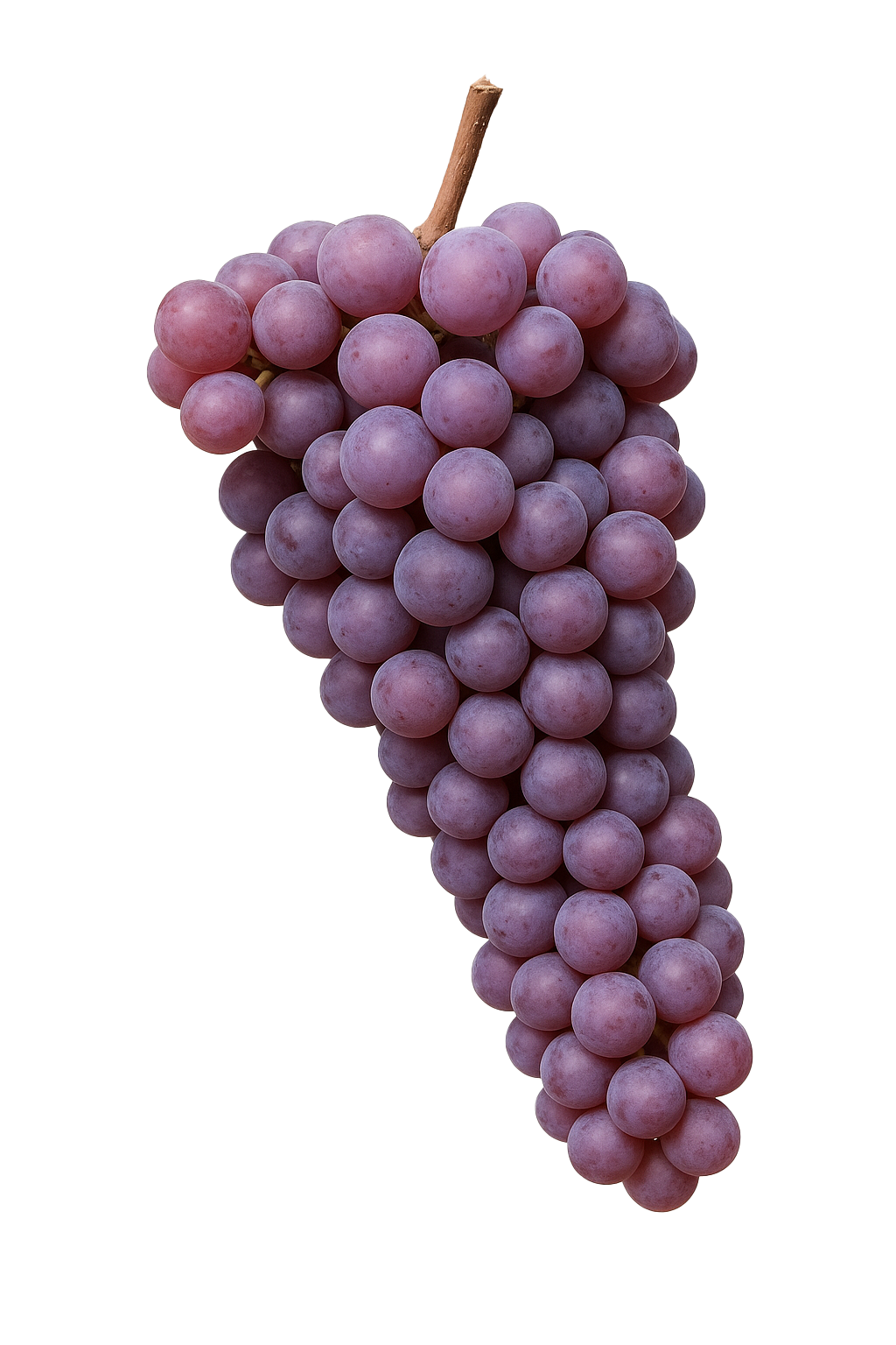 PINOT GRIS